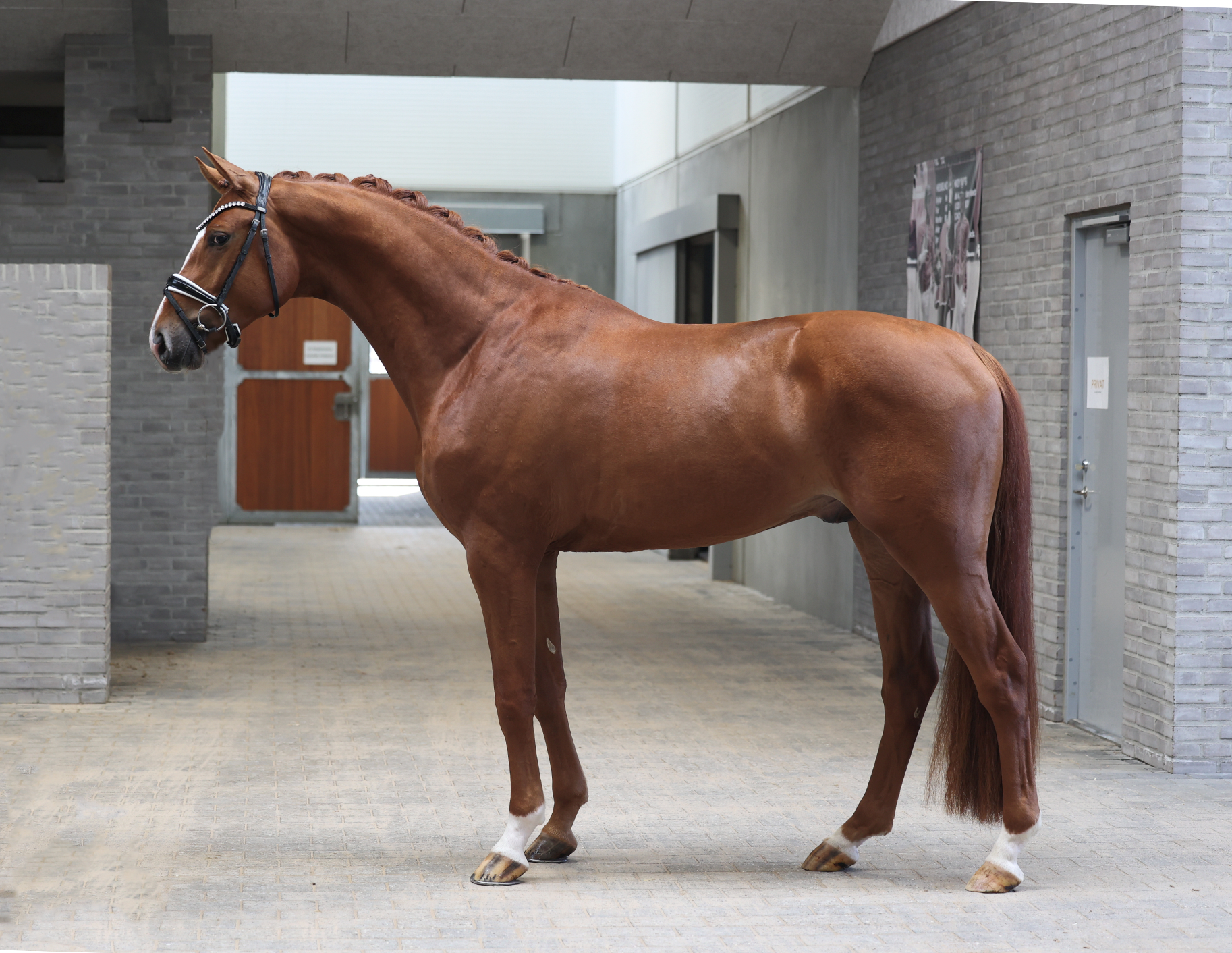 Hesselhoej Dynasty Stallion